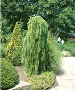 Europinis maumedis ′Pendula' / Larix kaempferi 'Pendula‘