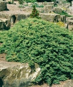 Gulsčiasis - šliaužiantis kadagys kadagys ‘Nana’ / Juniperus procumbens 'Nana‘