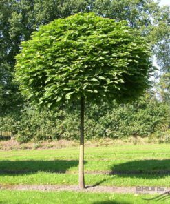 Paprastasis klevas 'Globosum‘ / Acer platanoides 'Globosum‘