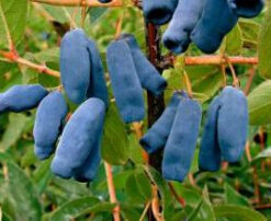 Kamčiatkinis sausmedis 'Morena‘ / Lonicera kamtschatica 'Morena‘