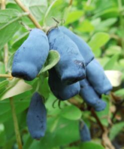 Kamčiatkinis sausmedis 'Duet‘ / Lonicera kamtschatica 'Duet‘