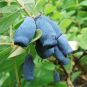 Kamčiatkinis sausmedis 'Duet‘ / Lonicera kamtschatica 'Duet‘