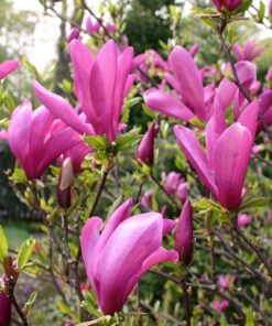 Alternative view of Lelijažiedė magnolija 'Susan‘ / Magnolia liliiflora x stellata 'Susan'
