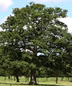 Paprastasis ąžuolas / Quercus robur