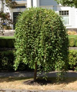Paprastoji blindė 'Kilmarnock‘ / Salix caprea pendula 'Kilmarnock‘