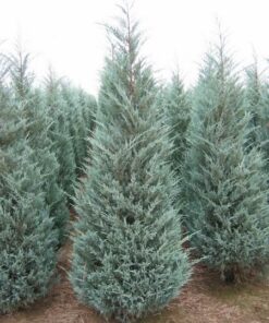 Uolinins kadagys 'Moonglow‘ / Juniperus scopulorum 'Moonglow‘