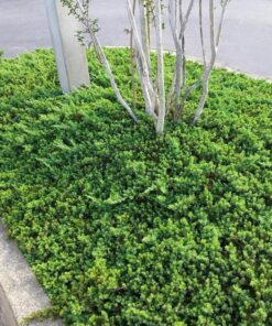 Alternative view of Gulsčiasis - šliaužiantis kadagys kadagys ‘Nana’ / Juniperus procumbens 'Nana‘