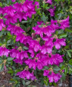 Alternative view of Japoninė azalija 'Orlice‘ / Azalea japonica 'Orlice‘