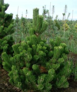 Alternative view of Juodoji pušis 'Oregon Green‘ / Pinus nigra 'Oregon Green‘