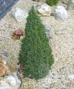 Alternative view of Baltoji eglė ‘Laurin’ / Picea glauca ‘Laurin’