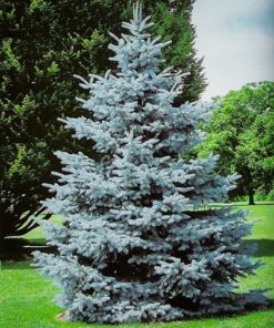 Egle dygioji hoopsii