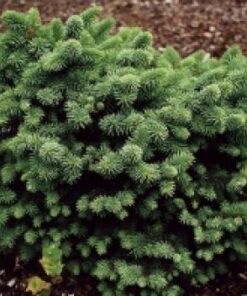 Alternative view of Paprastoji eglė 'Kamon‘ / Picea abies 'Kamon‘
