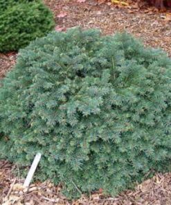 Alternative view of Paprastoji eglė 'Waldbrunn‘ / Picea abies 'Waldbrunn‘
