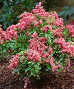 Bereinutis (Pieris) japoninis / Pieris japonica