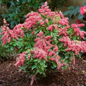 Bereinutis (Pieris) japoninis / Pieris japonica