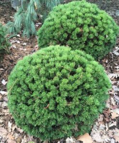 Kalninė pušis 'Benjamin‘ / Pinus mugo 'Benjamin‘