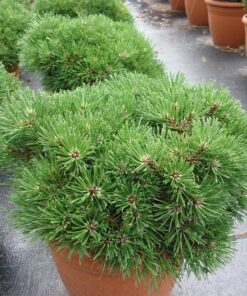Alternative view of Kalninė pušis ‘Grune Welle’ / Pinus mugo ‘Grune Welle’