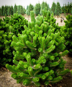 Juodoji pušis 'Oregon Green‘ / Pinus nigra 'Oregon Green‘