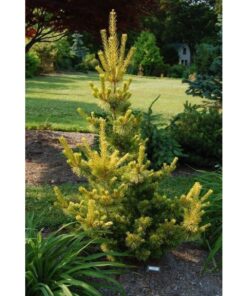 Smulkiažiedė pušis 'Goldylokcks‘ / Pinus parviflora 'Goldylocks‘