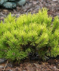 Kalninė pušis 'Ophir‘ / Pinus mugo 'Ophir‘