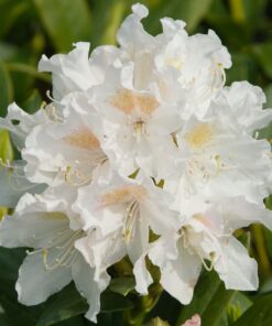 Rododendras 'Cunningham‘s White‘ / Rhododendron 'Cunningham‘s White‘