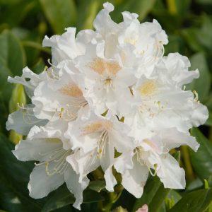 Rododendras 'Cunningham‘s White‘ / Rhododendron 'Cunningham‘s White‘