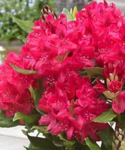 Rododendras 'Nova Zembla‘ / Rhododendron 'Nova Zembla‘
