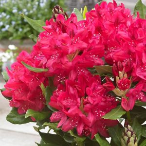 Rododendras 'Nova Zembla‘ / Rhododendron 'Nova Zembla‘