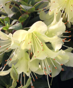 Alternative view of Japoninė azalija 'Princess Anne‘ / Azalea japonica 'Princess Anne‘