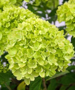 Alternative view of Šluotelinė hortenzija 'Little Lime' / Hydrangea paniculata 'Little Lime'
