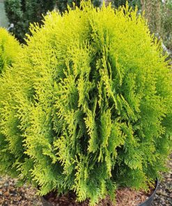 Alternative view of Rytinė tuja 'Aurea Nana‘ / Thuja orientalis 'Aurea Nana'
