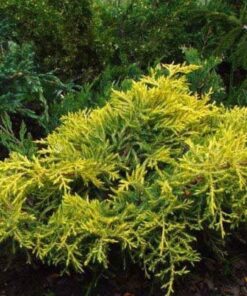 Tarpinis kadagys 'Golden Joy‘ / Juniperus x pfitzeriana ‘Golden Joy’