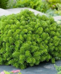 Korėjinis kėnis 'Brilliant‘ / Abies koreana 'Brilliant‘