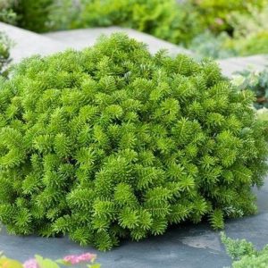 Korėjinis kėnis 'Brilliant‘ / Abies koreana 'Brilliant‘