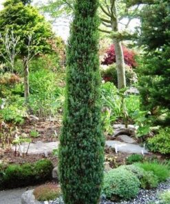 Paprastasis kadagys 'Arnold' / Juniperus communis 'Arnold'