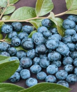 Aukštoji šilauogė 'Denise Blue‘ / Vaccinium corymbosum 'Denise Blue‘