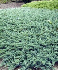 Gulsčiasis - šliaužiantis kadagys ‘Blue Chip’ / Juniperus horizontalis ‘Blue Chip’