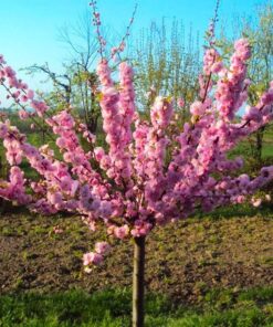 Triskiautis migdolas / Prunus triloba