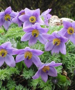 Paprastoji šilagėlė / Pulsatilla vulgaris