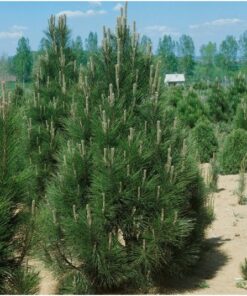 Juodoji pušis piramidinės formos 'Piramidalis' / Pinus nigra 'Piramidalis'
