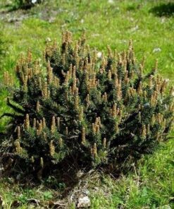 Kalninė pušis ‘Kissen’ / Pinus mugo ‘Kissen’
