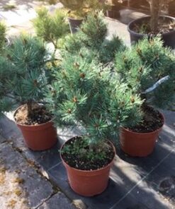 Paprastoji pušis 'Nana arguto'  / Pinus sylvestris 'Nana Arguto'
