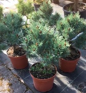 Paprastoji pušis 'Nana arguto'  / Pinus sylvestris 'Nana Arguto'
