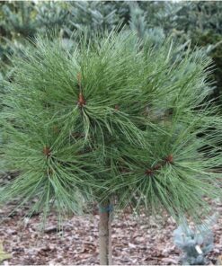Žefrėjaus pušis  ‘Joppi’ / Pinus jeffreyi ‘Joppi’