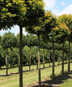 Alternative view of Pelkinis ąžuolas 'Green Dwarft’  / Quercus palustris 'Green Dwarft'