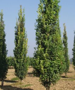 Paprastasis koloninis ąžuolas ‘Fastigiata’ / Quercus robur ‘Fastigiata’