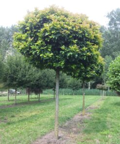 Pelkinis ąžuolas 'Green Dwarft’  / Quercus palustris 'Green Dwarft'