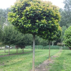 Pelkinis ąžuolas 'Green Dwarft’  / Quercus palustris 'Green Dwarft'