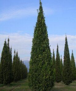 Alternative view of Paprastasis koloninis ąžuolas ‘Fastigiata’ / Quercus robur ‘Fastigiata’