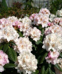 Alternative view of Rododendras 'Schneekrone‘ / Rhododendron 'Schneekrone‘